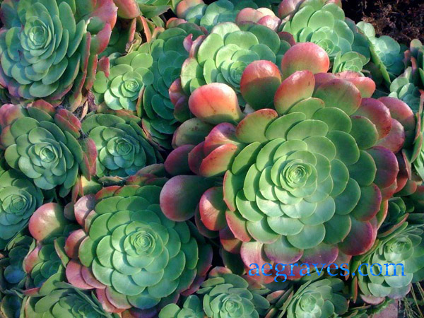 Aeonium, San Francisco, California