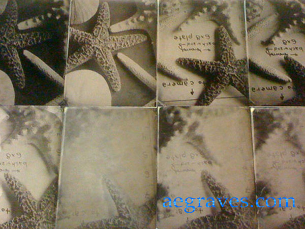 Wet Collodion images of various starfish and other sea skeletons on trophy aluminum (ferrotypes) by A.E. Graves