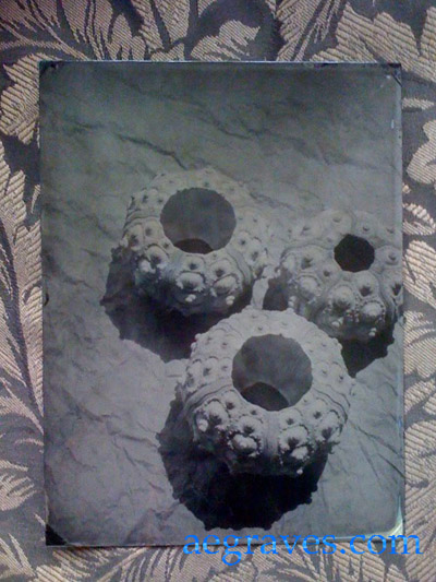 Wet Collodion image of three urchin skeletons on trophy aluminum (ferrotype) by A.E. Graves