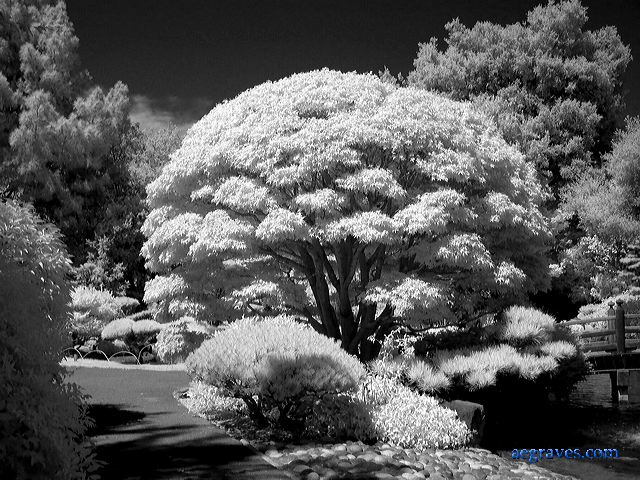 Infrared image of a pruned Japanese maple, San Mateo, California