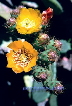 20010620_arboretum2_05.jpg