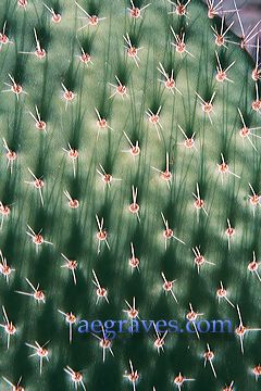 20010620_arboretum2_15.jpg