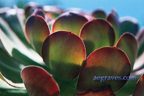 20010620_arboretum4_20.jpg