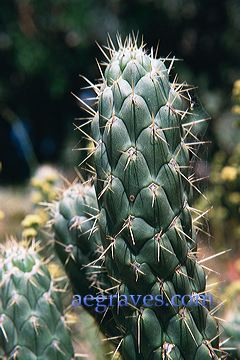 20010620_arboretum4_23.jpg