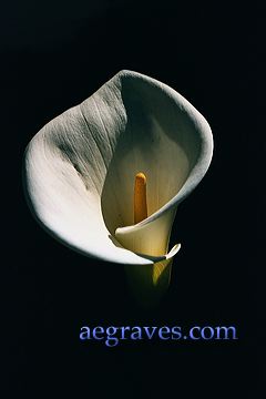 20020118_orchid_garden_15.jpg