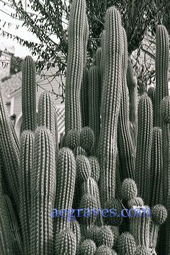20020228_healdsburgbw1_07.jpg