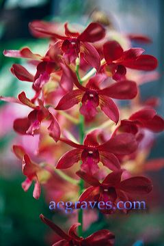 20020301_orchidexpo4_05.jpg