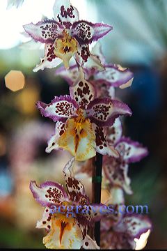 20030227_orchidexpo1_05.jpg
