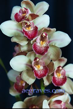 20030227_orchidexpo2_13.jpg