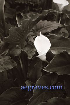 20030326_faxonbw_01.jpg