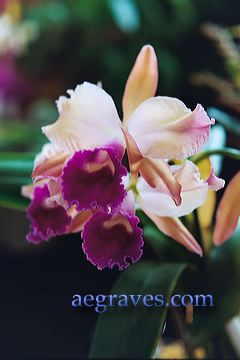 20040302_orchidexpo5_09.jpg