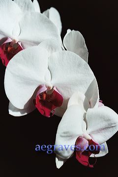 20040514_homeorchids_03.jpg