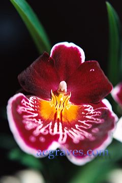 20040514_homeorchids_12.jpg