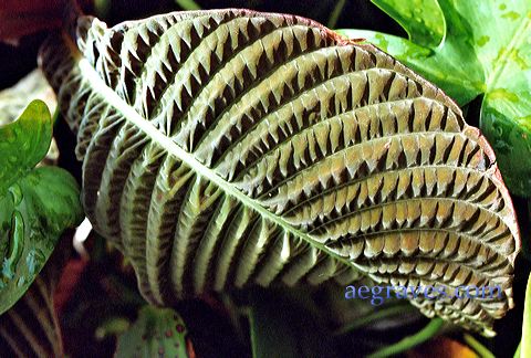 20040520_conservatory1_13.jpg