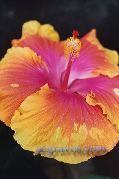 20040521_conservatory2_13.jpg
