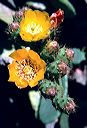 20010620_arboretum2_05