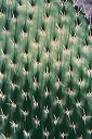 20010620_arboretum2_15