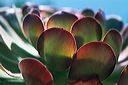 20010620_arboretum4_20
