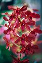20020301_orchidexpo4_05