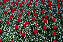 20020406_filoli_06