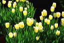 20020410_filoli_08