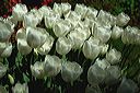 20020410_filoli_18