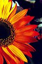 20021017_sbgarden_23r