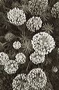 20030212_graftonbw_07