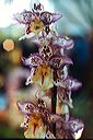 20030227_orchidexpo1_05