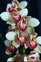20030227_orchidexpo2_13