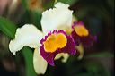 20040227_orchidexpo4_23