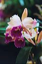 20040302_orchidexpo5_09