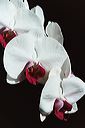 20040514_homeorchids_03