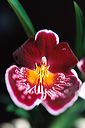 20040514_homeorchids_12