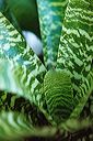 20040521_conservatory4_23
