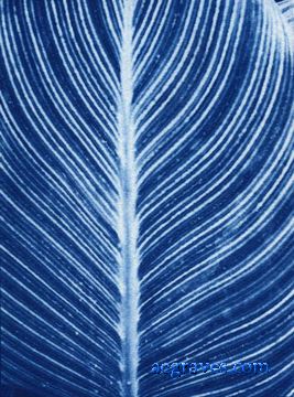 cyanotype, Foliage in Blue, alternative process print by A.E. Graves