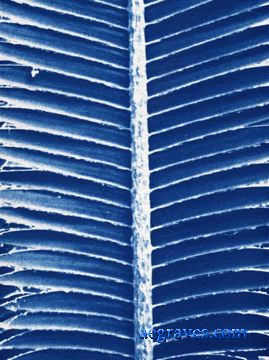 cyanotype, Foliage in Blue, alternative process print by A.E. Graves