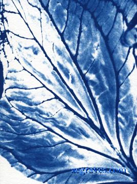 cyanotype, Foliage in Blue, alternative process print by A.E. Graves