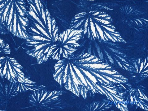 cyanotype, Foliage in Blue, alternative process print by A.E. Graves