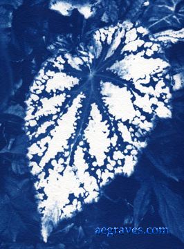 cyanotype, Foliage in Blue, alternative process print by A.E. Graves