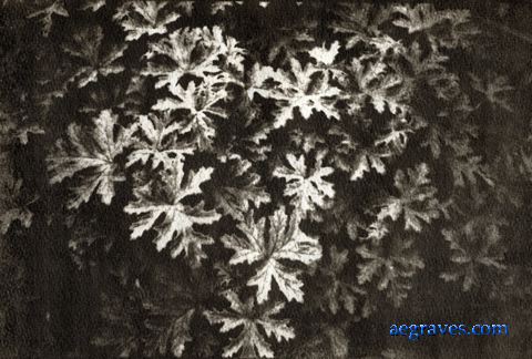 gum bichromate alternative process print by A.E. Graves