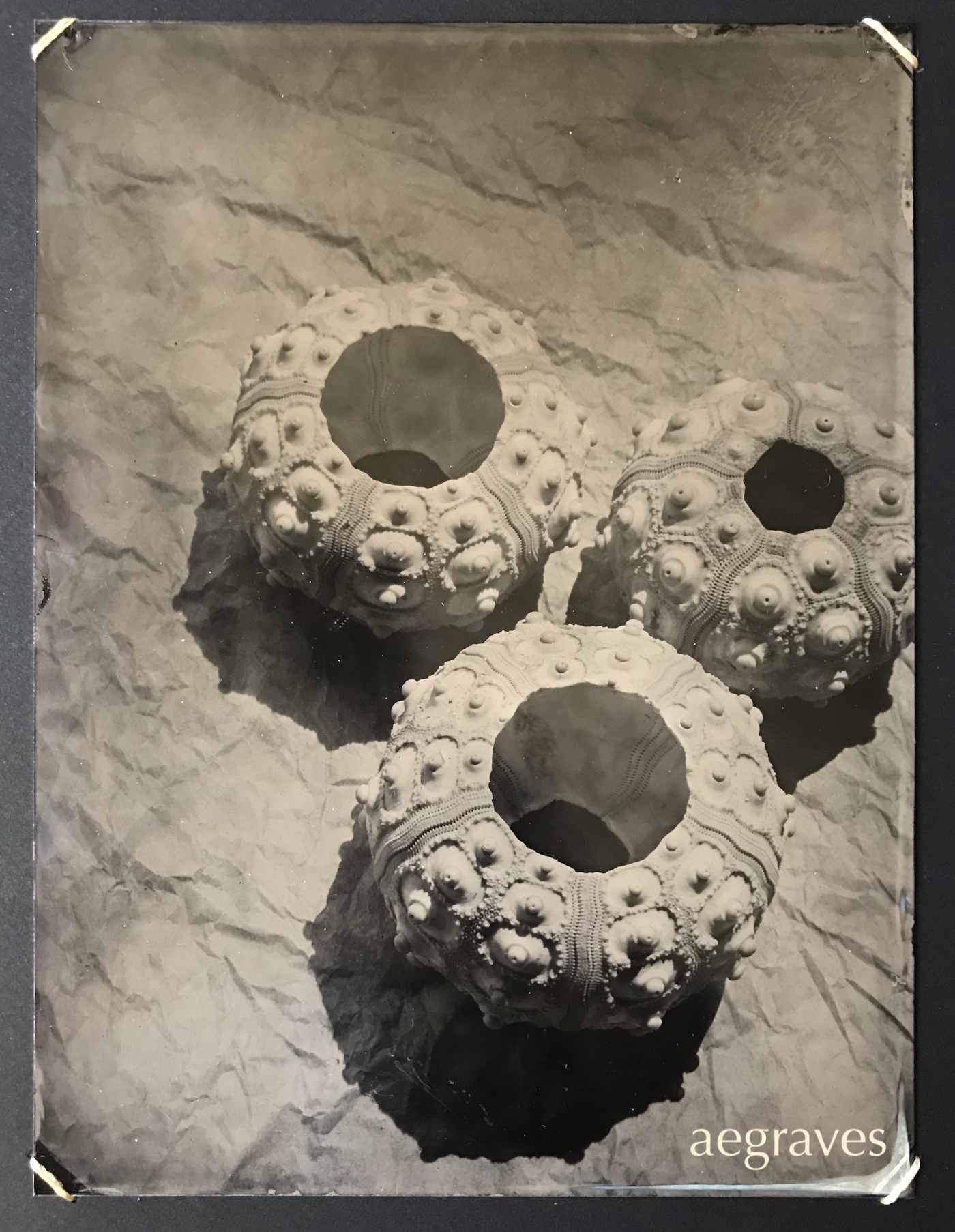 Wet Collodion image of three urchin skeletons on trophy aluminum (ferrotype) by A.E. Graves