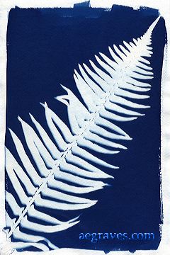 cyanotype photogram, alternative process print by A.E. Graves