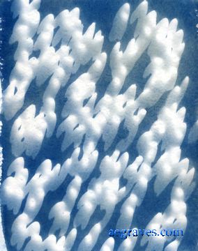 cyanotype photogram, alternative process print by A.E. Graves