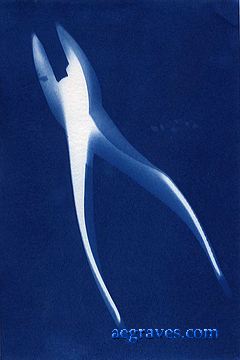 cyanotype photogram, alternative process print by A.E. Graves