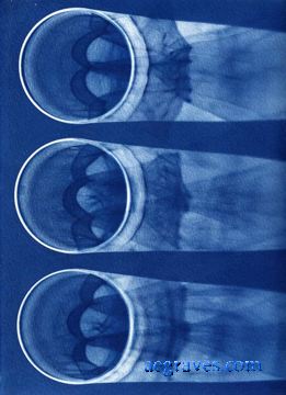 cyanotype photogram, alternative process print by A.E. Graves
