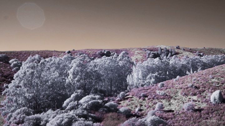 Marin infrared and pink