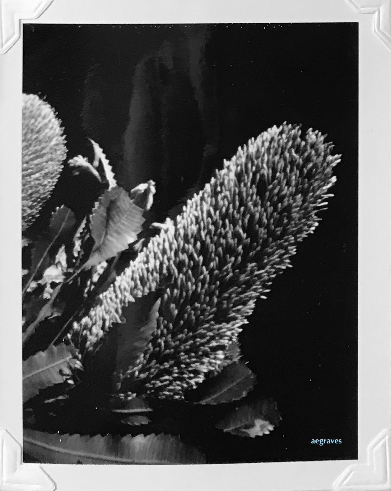 pinhole photo of a Banksia