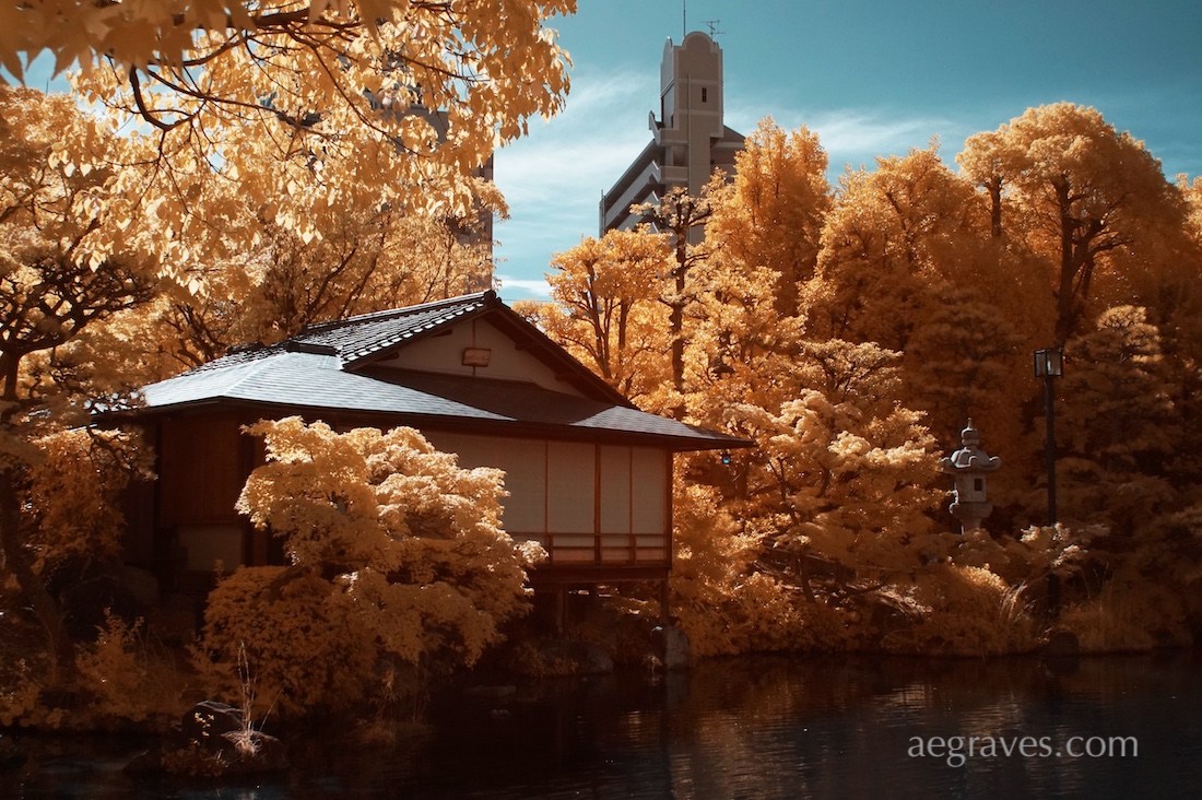 Sorakuen Garden teahouse surrounded by glowing gold foliage beneath a teal blue sky