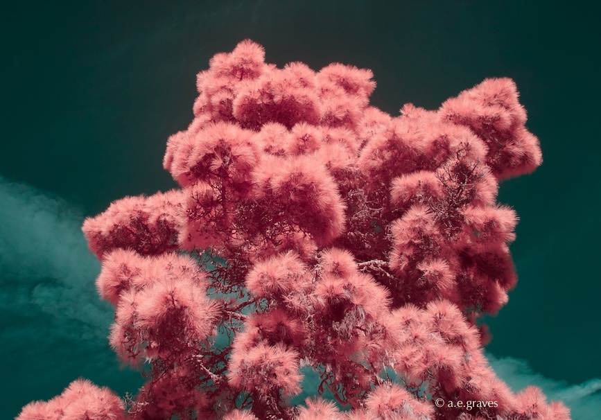 False color digital infrared image with vivid rose foliage on a fluffy pine tree